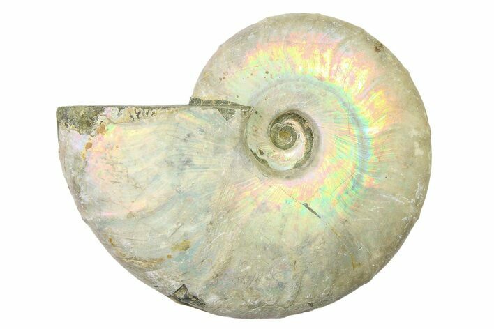 Silver Iridescent Ammonite (Cleoniceras) Fossil - Madagascar #327730